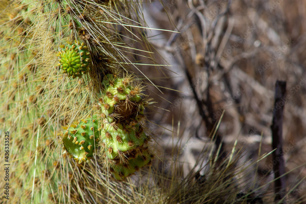 Cactus macro photo Cactus macro photo