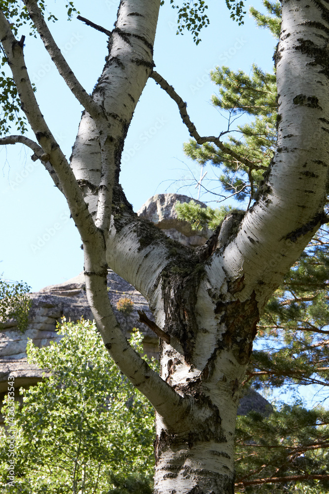 Fototapeta premium Beautiful trees on the territory of the Altai Mountains Russia summer