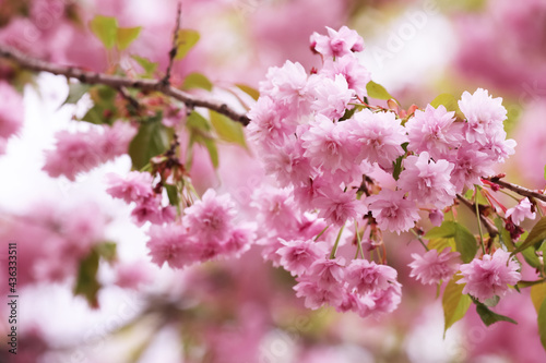 Beautiful blossoming sakura outdoors on spring day, closeup © New Africa