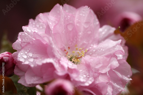 Beautiful sakura tree flower with water drops on blurred background, closeup
