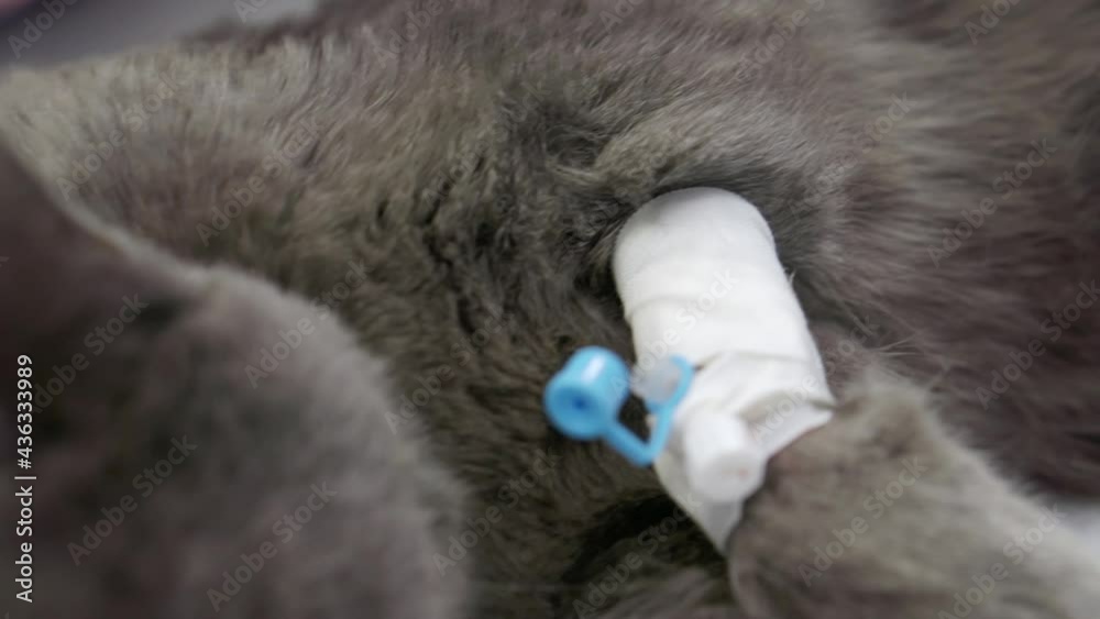British cat in the operating room.