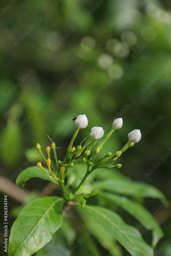 White Calotropis gigantea (the crown flower) White Calotropis gigantea (the crown flower)