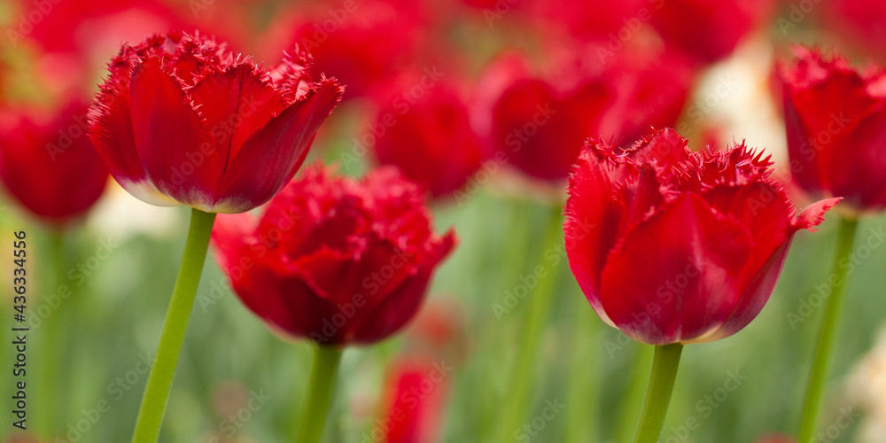 red unusual tulips with fringed petals growing in the garden