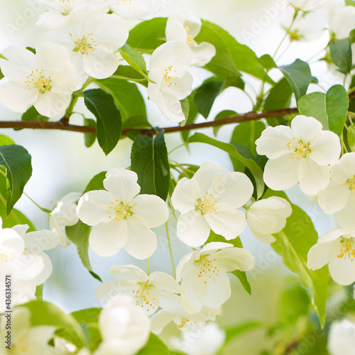 delicate white flowers on a branch of an apple tree  background