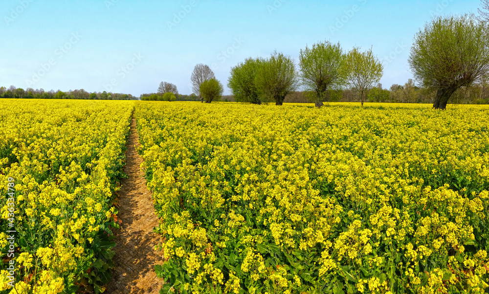 Fototapeta premium Field of bright yellow flowering rapeseed, Brassica napus, in spring. 