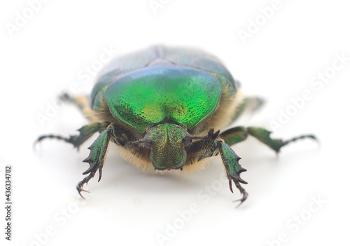 Green beetle isolated.