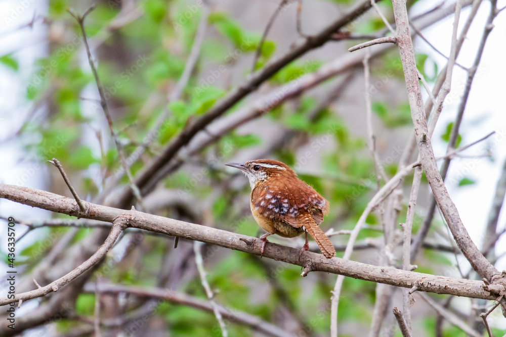 bird wren bird wren