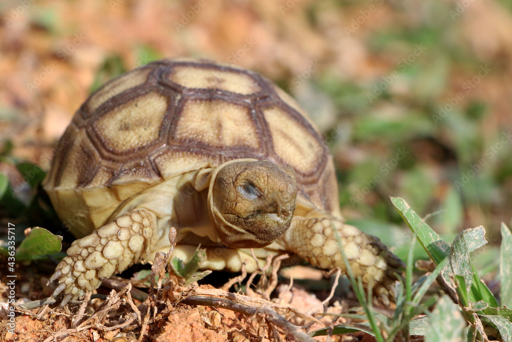 African Sulcata Tortoise Natural Habitat,Close up African spurred tortoise resting in the garden, Slow life ,Africa spurred tortoise sunbathe on ground with his protective shell ,Beautiful Tortoise
African Sulcata Tortoise Natural Habitat,Close up African spurred tortoise resting in the garden, Slow life ,Africa spurred tortoise sunbathe on ground with his protective shell ,Beautiful Tortoise