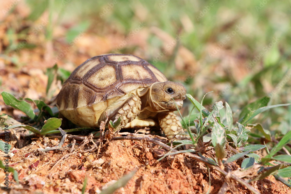 African Sulcata Tortoise Natural Habitat,Close up African spurred tortoise resting in the garden, Slow life ,Africa spurred tortoise sunbathe on ground with his protective shell ,Beautiful Tortoise
African Sulcata Tortoise Natural Habitat,Close up African spurred tortoise resting in the garden, Slow life ,Africa spurred tortoise sunbathe on ground with his protective shell ,Beautiful Tortoise