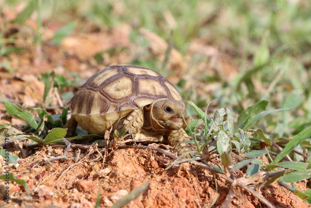 African Sulcata Tortoise Natural Habitat,Close up African spurred tortoise resting in the garden, Slow life ,Africa spurred tortoise sunbathe on ground with his protective shell ,Beautiful Tortoise
African Sulcata Tortoise Natural Habitat,Close up African spurred tortoise resting in the garden, Slow life ,Africa spurred tortoise sunbathe on ground with his protective shell ,Beautiful Tortoise