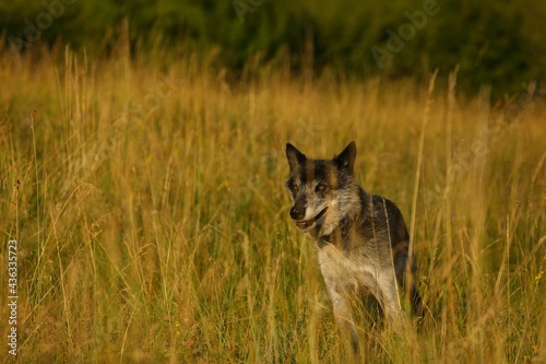 The northwestern wolf (Canis lupus occidentalis) staying alone in the grassland. © Honza Hejda