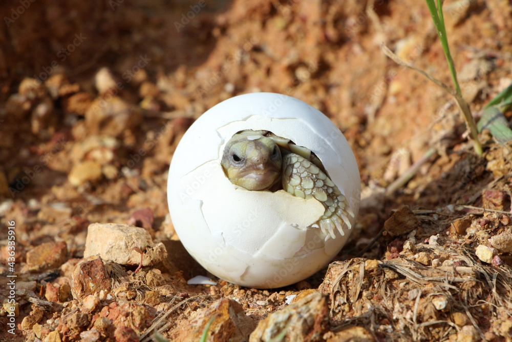 Africa spurred tortoise being born, Tortoise Hatching from Egg, Cute portrait of baby tortoise hatching, Birth of new life,Natural Habitat Africa spurred tortoise being born, Tortoise Hatching from Egg, Cute portrait of baby tortoise hatching, Birth of new life,Natural Habitat