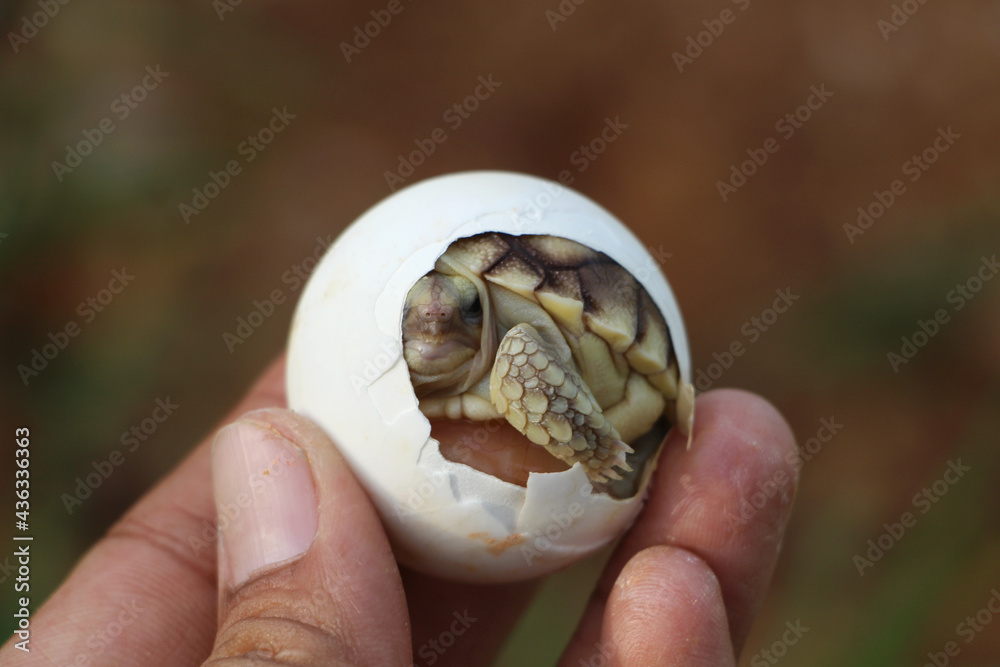Africa spurred tortoise being born, Tortoise Hatching from Egg, Cute portrait of baby tortoise hatching, Birth of new life,Natural Habitat Africa spurred tortoise being born, Tortoise Hatching from Egg, Cute portrait of baby tortoise hatching, Birth of new life,Natural Habitat