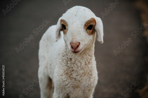 Close Up of Cute White indian Sheep photo