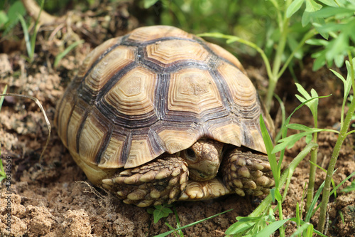 African Sulcata Tortoise Natural Habitat,Close up African spurred tortoise resting in the garden, Slow life ,Africa spurred tortoise sunbathe on ground with his protective shell ,Beautiful Tortoise 