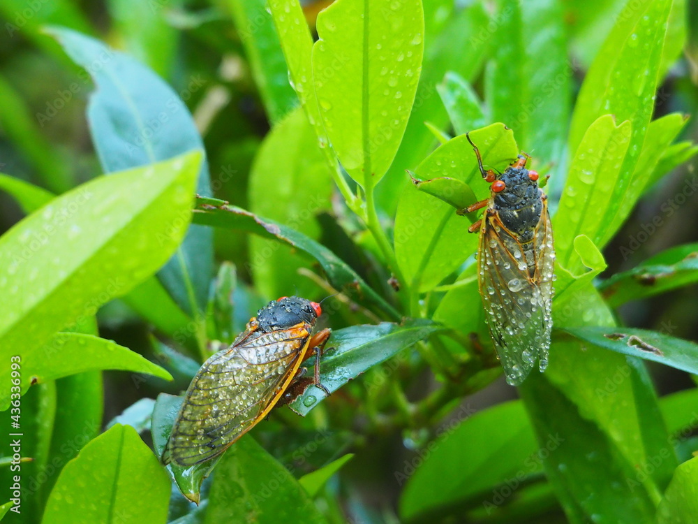 brood X cicadas on leaves with rain droplets brood X cicadas on leaves with rain droplets