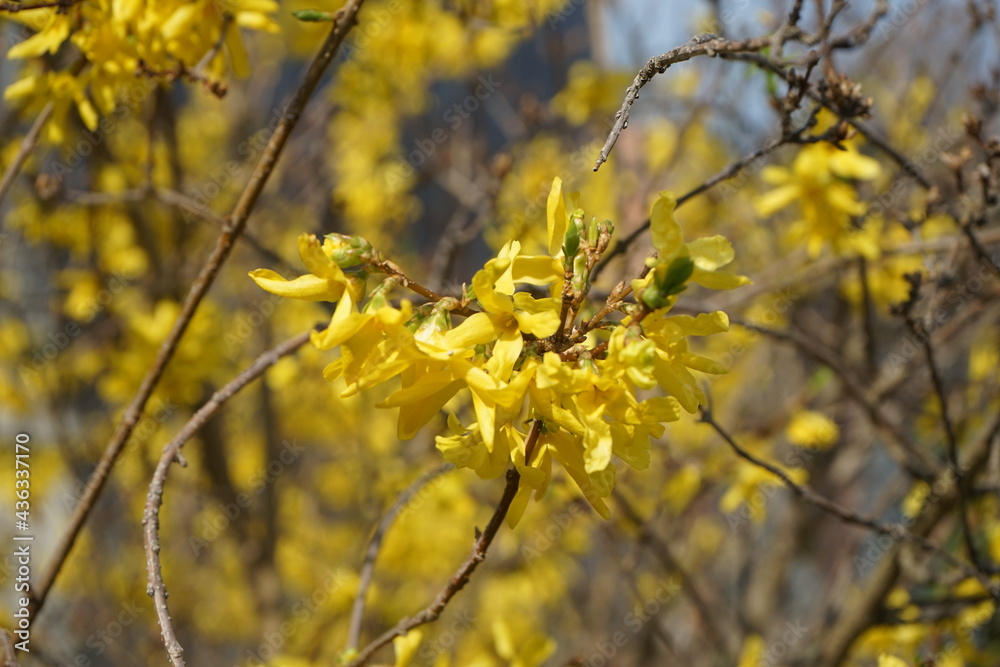 Close up of yellow flowers, macro photography Close up of yellow flowers, macro photography