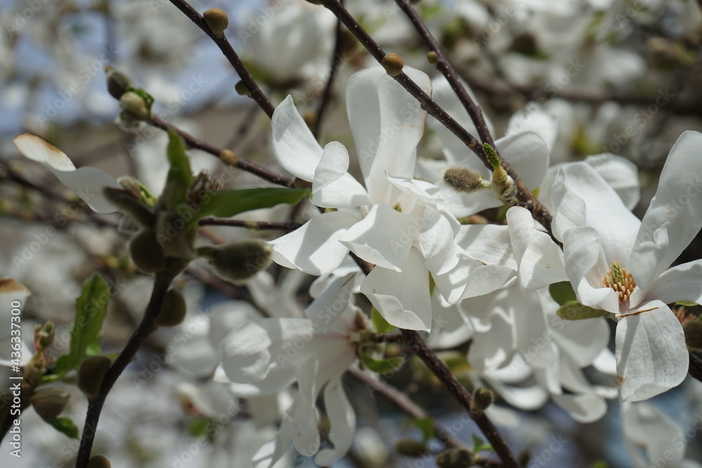 white flowers close up