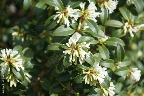 close up of green plants and white flowers