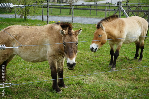 Prezwalski horses