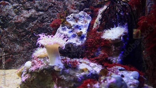 Close up shot of beautiful underwater Aquarium photo