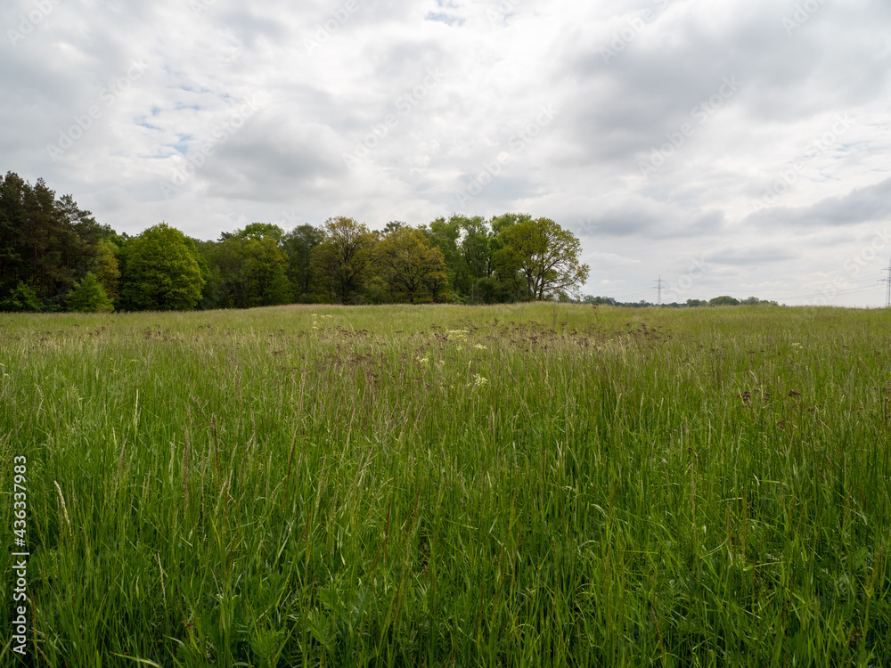 tall grass in the field