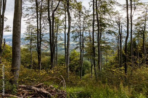 Fototapeta Naklejka Na Ścianę i Meble -  Glades and old trees in forest next to mountain trail in Walbrzych Mountains