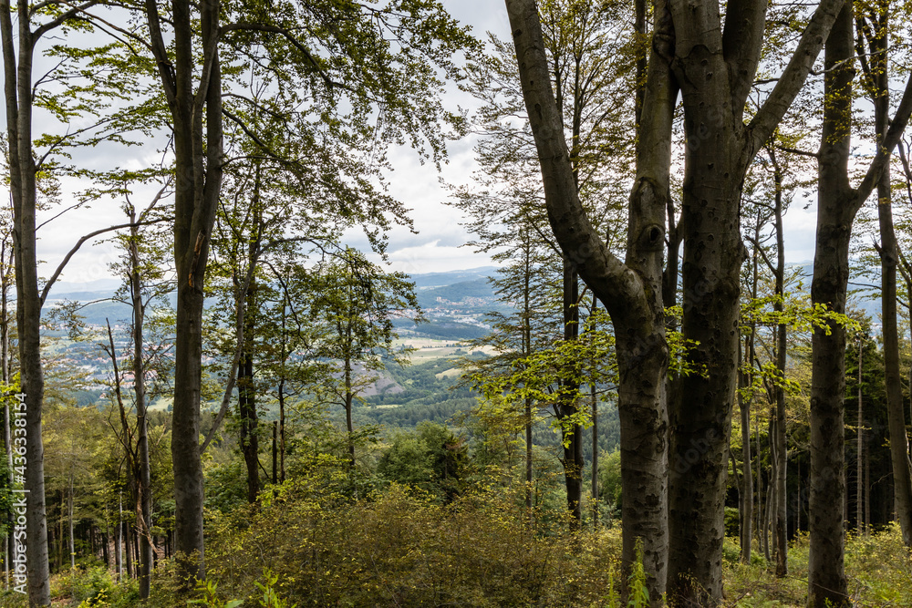 Obraz premium Glades and old trees in forest next to mountain trail in Walbrzych Mountains