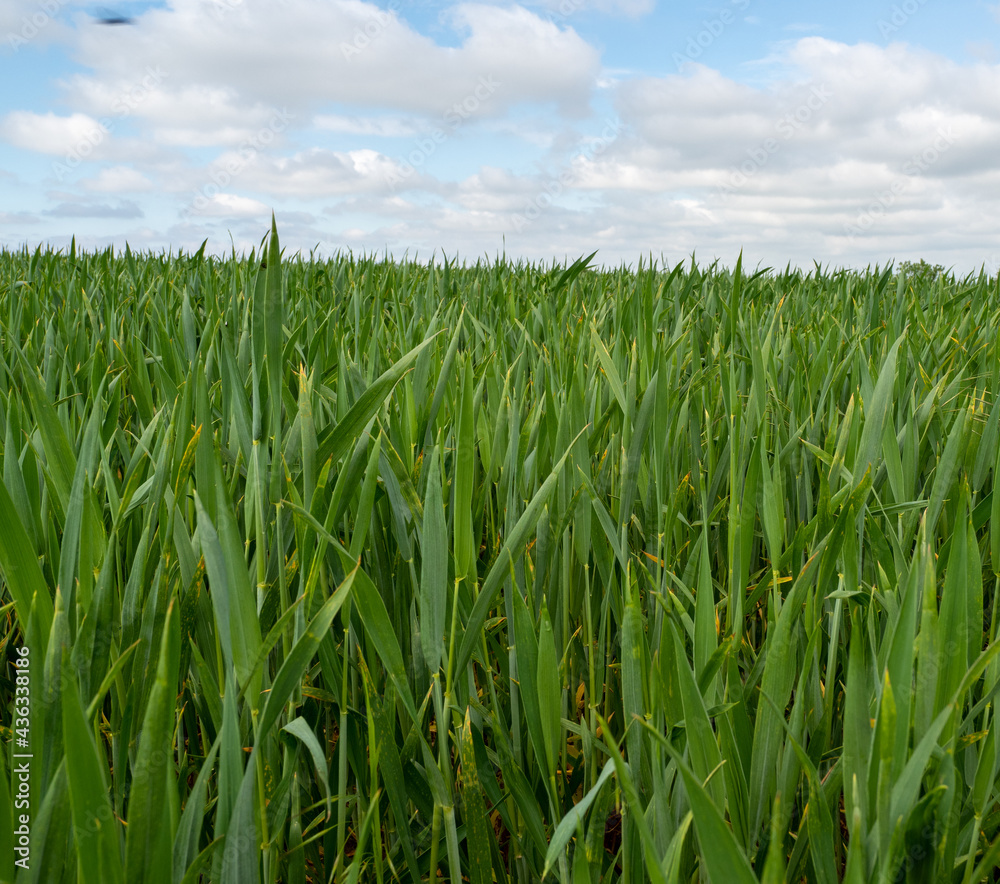 green wheat field, spring wheat field