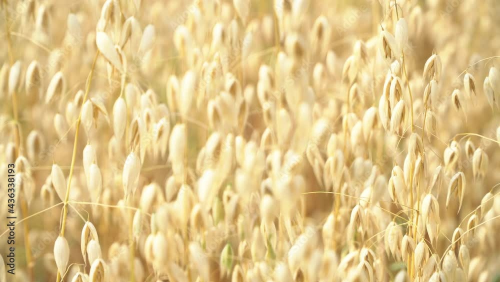 field with golden ears of wheat on a hot summer day field with golden ears of wheat on a hot summer day