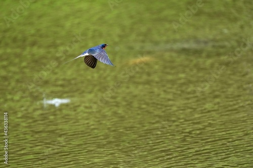 swallow in flight
