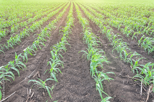 Young corn plants are growing on big field. Morning landscape with sunlight