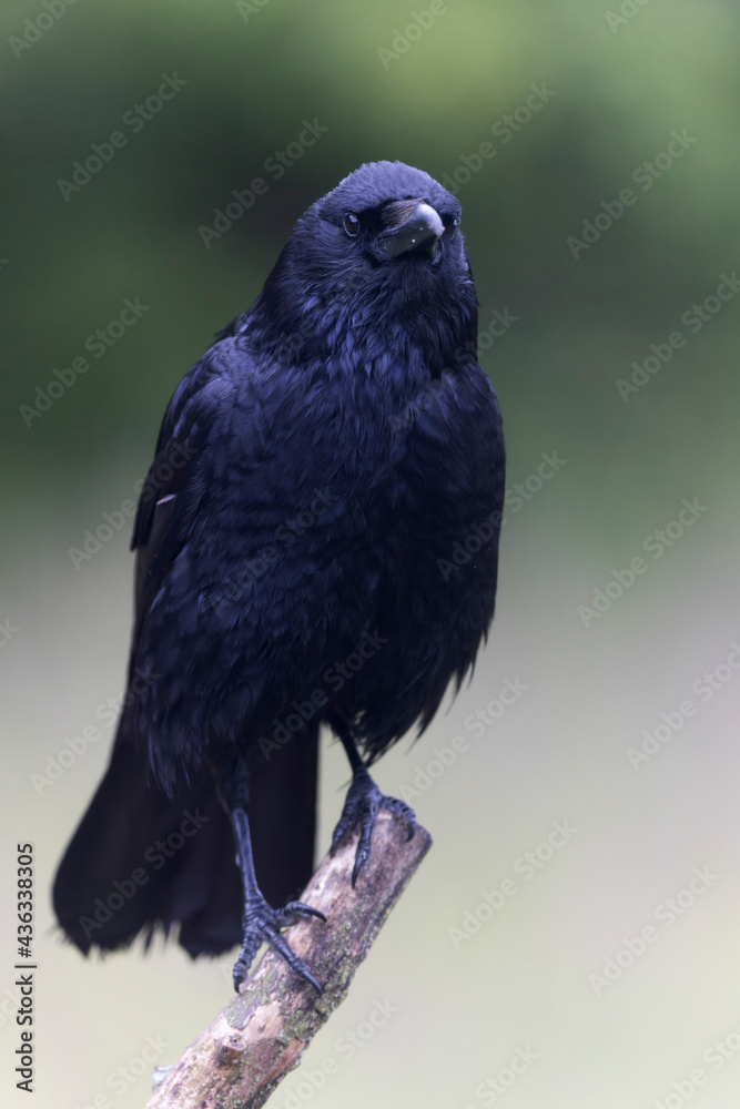 Fototapeta premium Corneille noire Corvus corone perchée en viue rapprochée