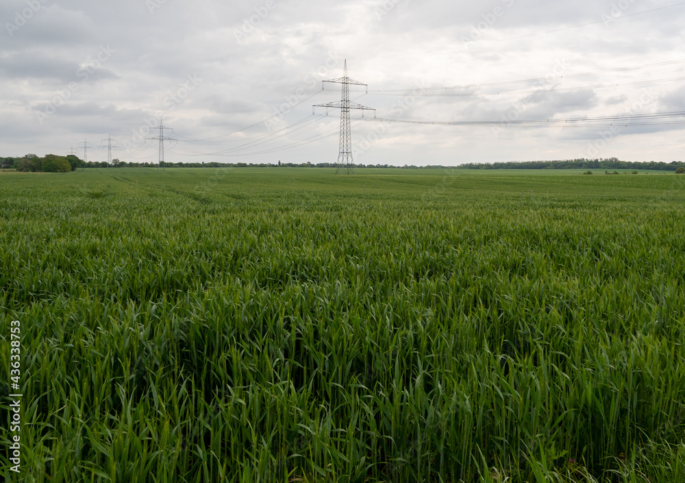 green wheat field, spring wheat field