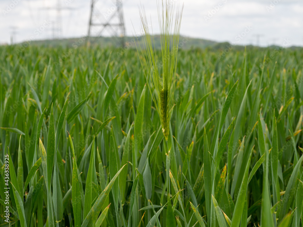 Obraz premium young green ear of wheat