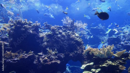 Close up shot of beautiful underwater Aquarium photo