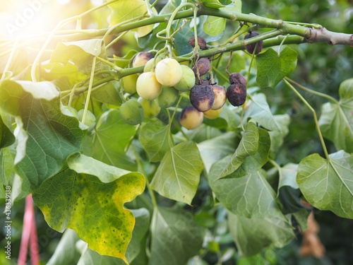 Jatropha a bioenergy crop in garden photo
