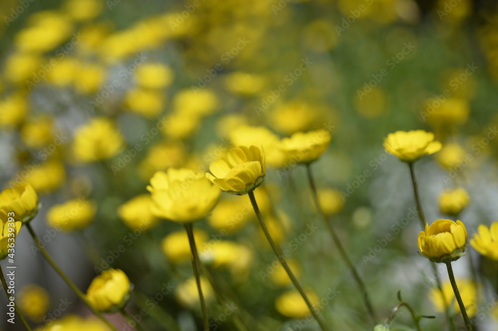 Obraz premium 黄色の花