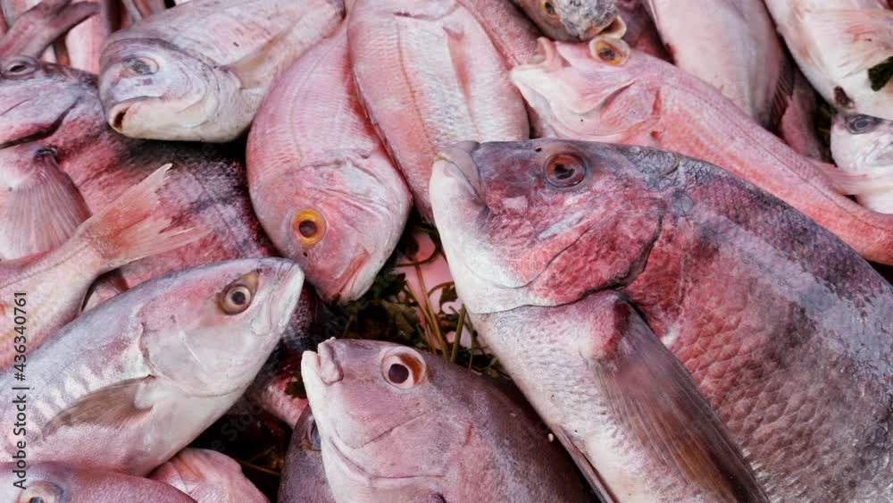 Closeup of freshly caught dentex gibbosus fish at the fish market in Essaouira, Morocco. Background food footage. Closeup of freshly caught dentex gibbosus fish at the fish market in Essaouira, Morocco. Background food footage.