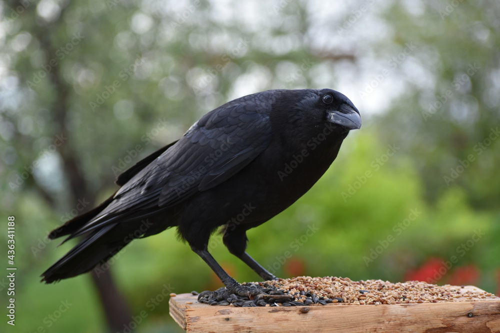 Naklejka premium A crow at the feeder