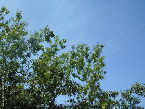 sky and tree
