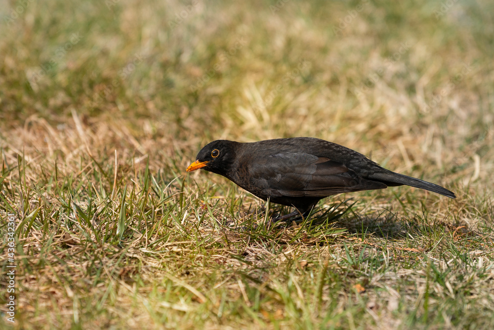 The common blackbird (Turdus merula) in the meadow in search of insects. The Eurasian blackbird is a species of true thrush. Place for text. The common blackbird (Turdus merula) in the meadow in search of insects. The Eurasian blackbird is a species of true thrush. Place for text.