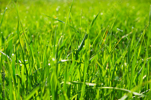 Green grass, close-up. Natural background. Green, juicy grass with dew drops in the rays of the bright sun, blurred background.