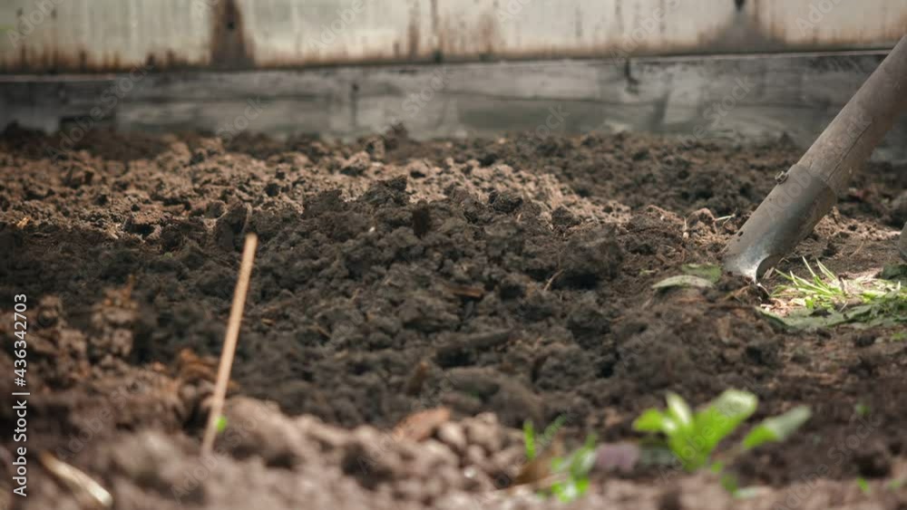Man gardener digs earth with a shovel close-up Man gardener digs earth with a shovel close-up