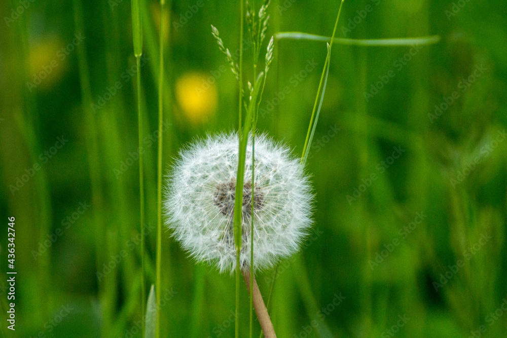 white dandelion on a background of green nature