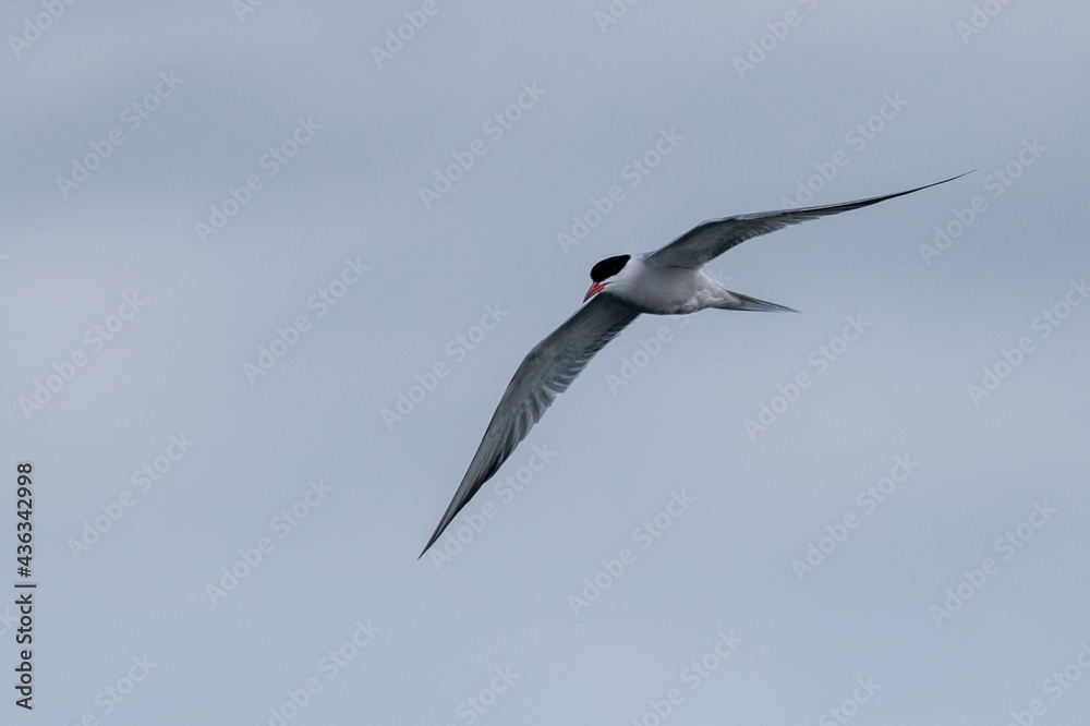 Obraz premium Vogel im Flug 