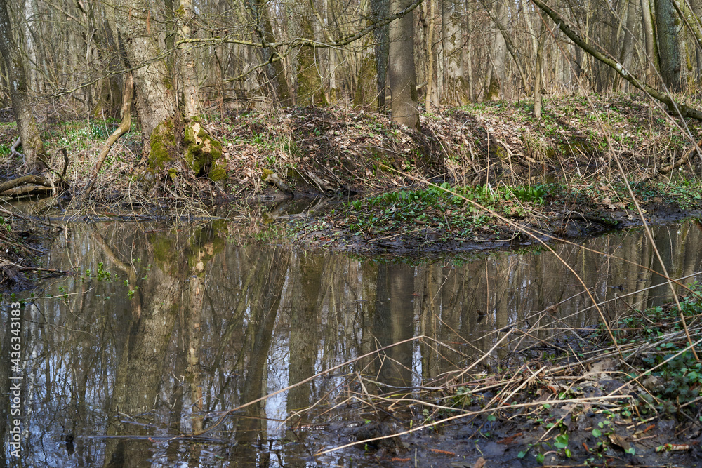 Auwald und Hartholzaue im Frühjahr, Landkreis Schweinfurt, Unterfranken, Franken, Bayern, Deutschland Auwald und Hartholzaue im Frühjahr, Landkreis Schweinfurt, Unterfranken, Franken, Bayern, Deutschland