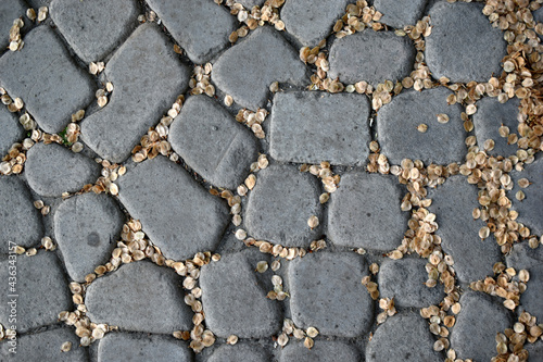 Stone-paved path close-up in the evening with tree seeds