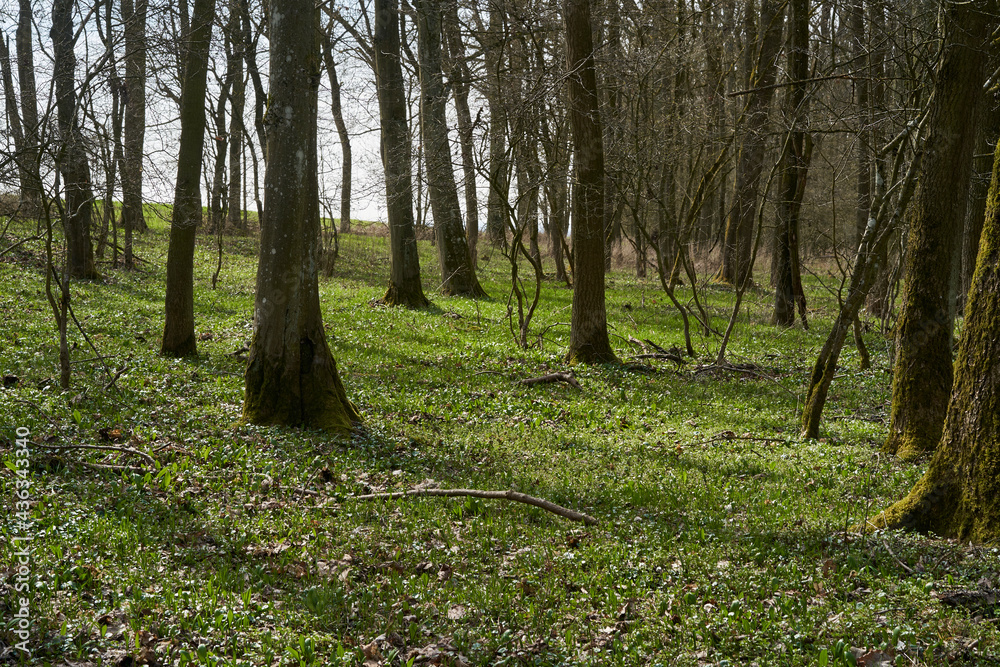 Auwald und Hartholzaue im Frühjahr, Landkreis Schweinfurt, Unterfranken, Franken, Bayern, Deutschland Auwald und Hartholzaue im Frühjahr, Landkreis Schweinfurt, Unterfranken, Franken, Bayern, Deutschland