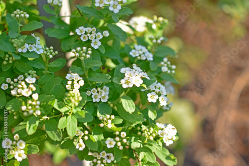 Spiraea vanhouttei  Latin  Spiraea vanhouttei  is a deciduous ornamental shrub of the Rosaceae family.